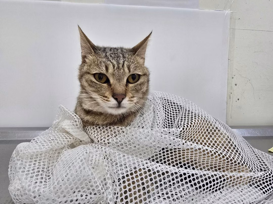 Tabby adult female mixed-breed cat, Medium, shelter no. …0804