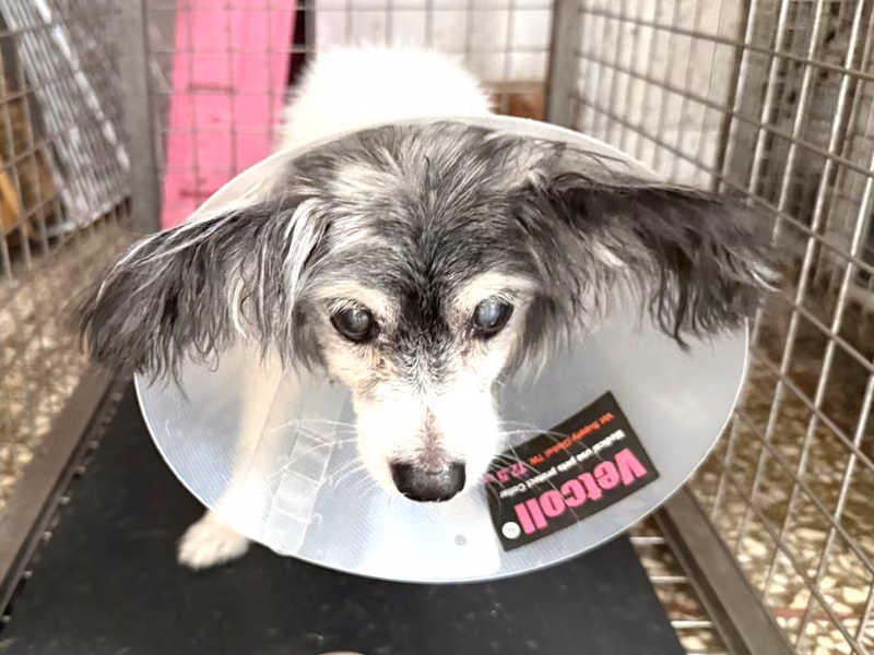 Patched adult male Papillon, Small, shelter no. …22W8