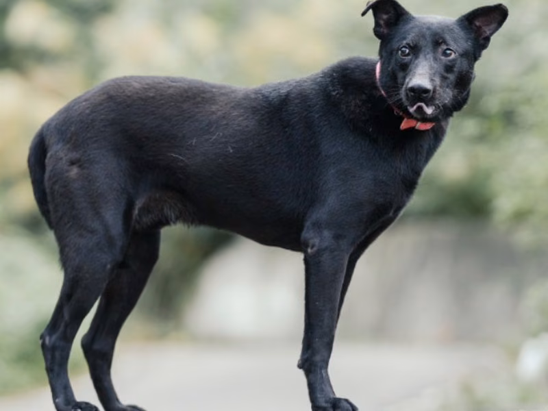 Black adult male mixed-breed dog, Small, shelter no. …0510