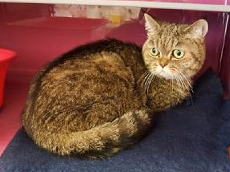 Adult female British Shorthair, shelter no. …4059