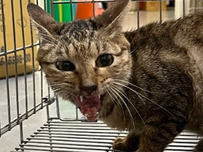 Tabby adult female mixed-breed cat, Medium, shelter no. …5004