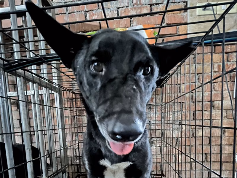 Black adult male mixed-breed dog, Medium, shelter no. …7001