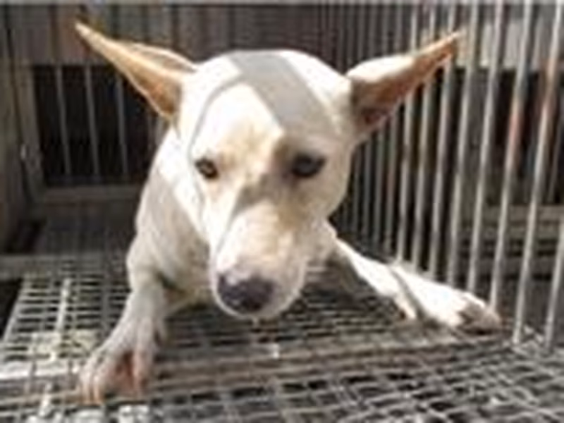 White adult female mixed-breed dog, Medium, shelter no. …5004
