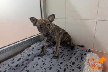 Young male mixed-breed dog, shelter no. …3480