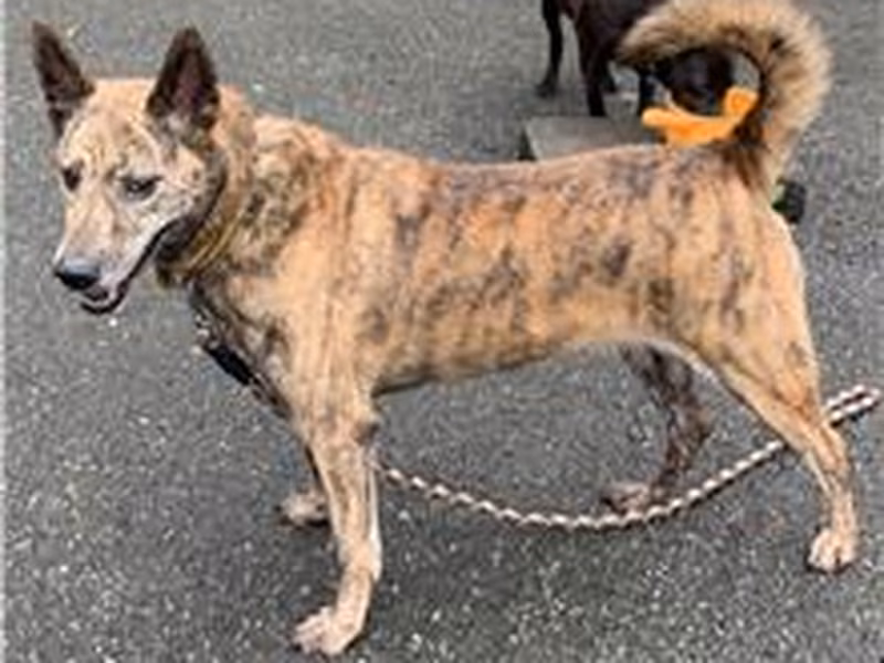 Tabby adult female mixed-breed dog, Medium, shelter no. …2114