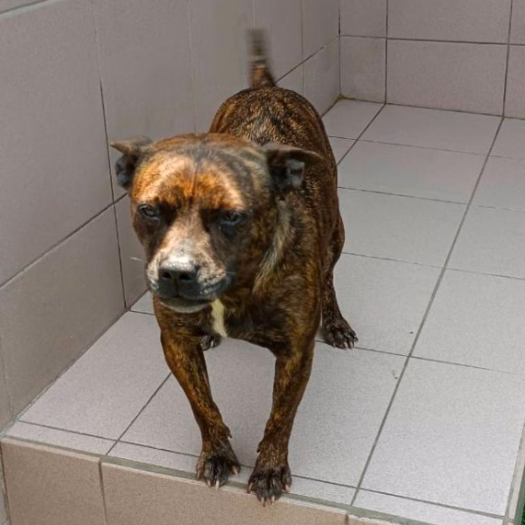 Tabby adult female mixed-breed dog, Medium, shelter no. …7-07