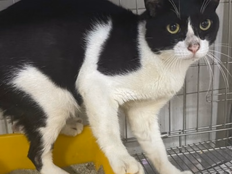 Black-and-white adult male mixed-breed cat, Medium, shelter no. …5005