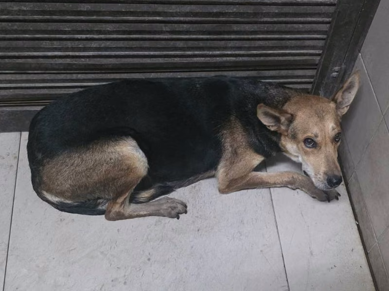 Black adult female mixed-breed dog, Large, shelter no. …2922