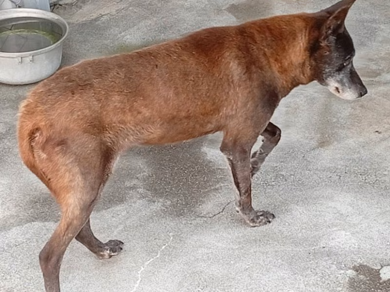 Black adult female mixed-breed dog, Large, shelter no. …023D