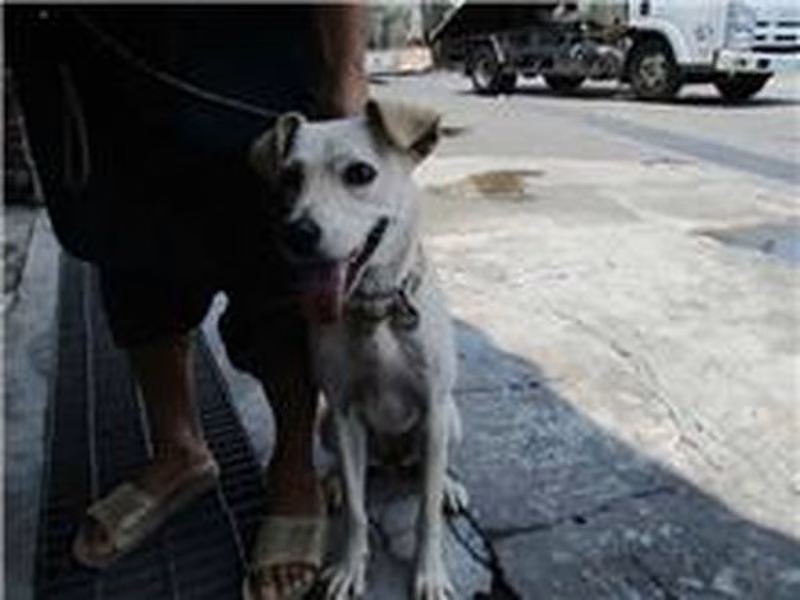 Cream adult female mixed-breed dog, Medium, shelter no. …3557