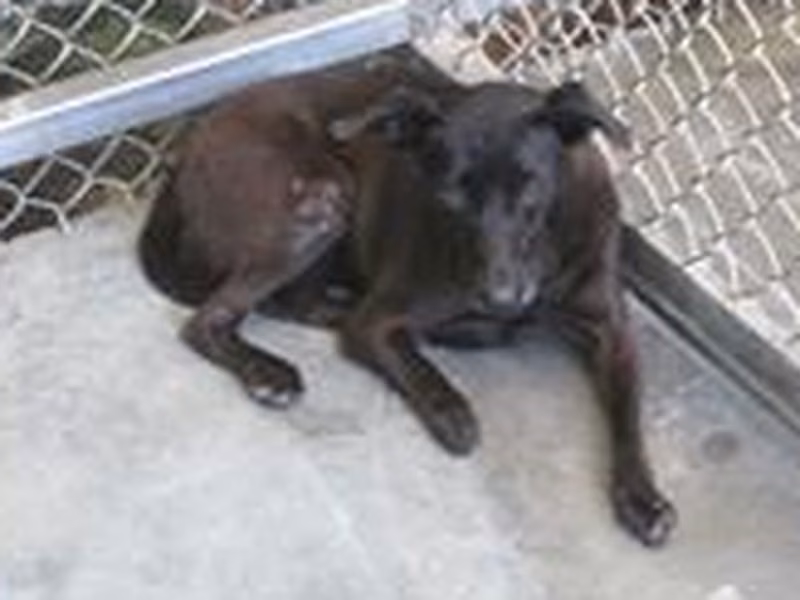 Black adult female mixed-breed dog, Medium, shelter no. …4005
