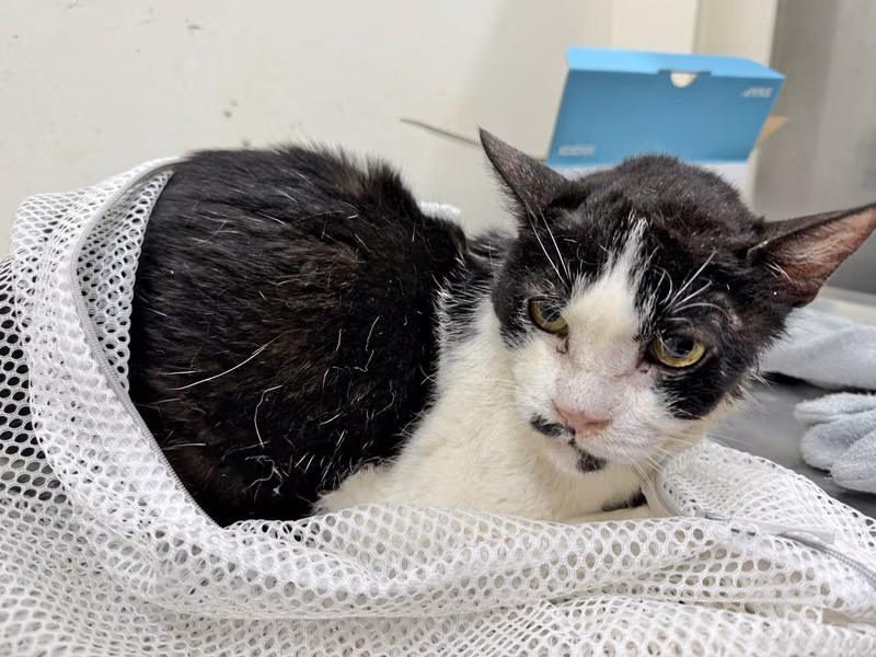 ミックス猫(オス・成猫・黒と白)、中型, 施設番号 …0707