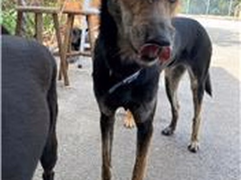 Black-and-tan adult male mixed-breed dog, Medium, shelter no. …2015