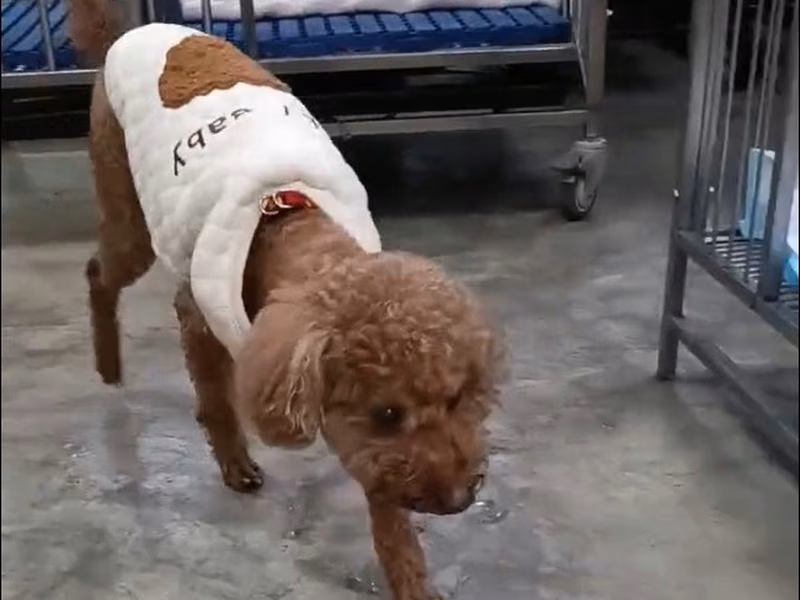 poodle (Lalaki, Matanda na, kayumanggi), Katamtaman, blg. ng shelter …3001