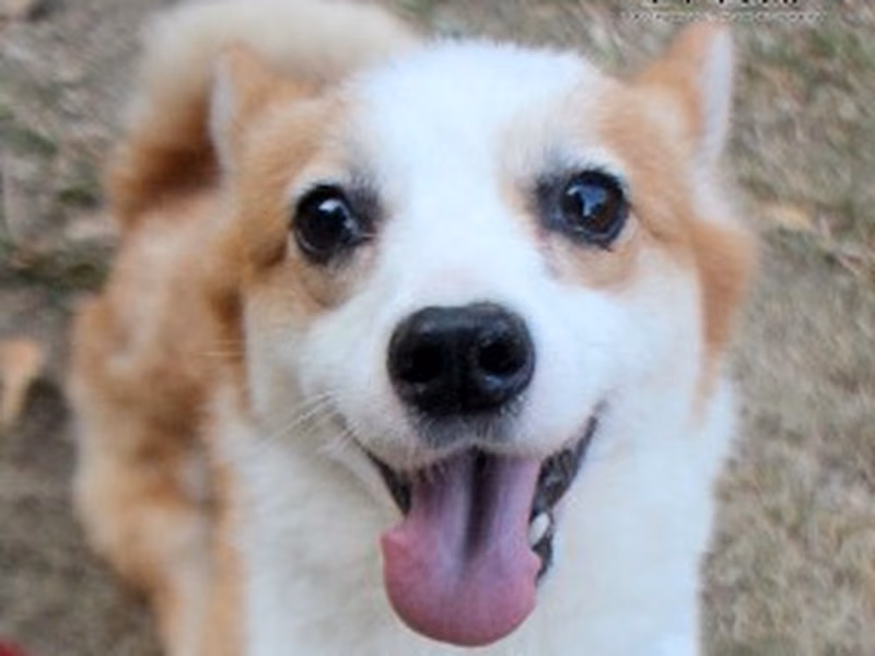 Tan-and-white adult female Welsh Corgi, Medium, shelter no. …0011