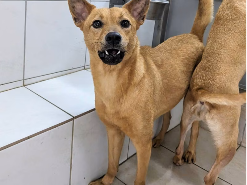 Tan adult male mixed-breed dog, Medium, shelter no. …9001