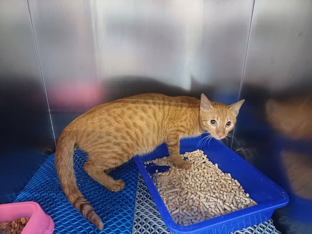 Orange adult male mixed-breed cat, Medium, shelter no. …6001