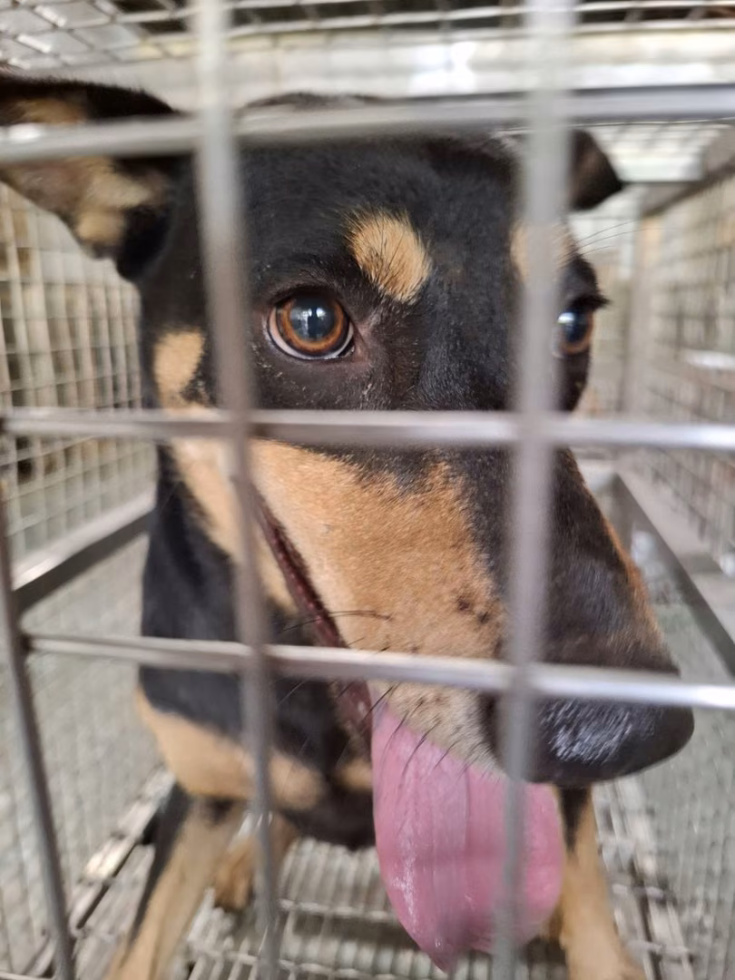 Black-and-tan adult female mixed-breed dog, Medium, shelter no. …6-02