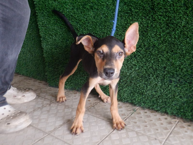 Black-and-tan young female mixed-breed dog, Small, shelter no. …8753