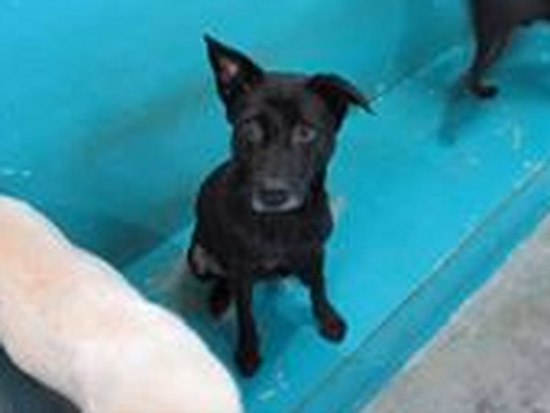 黑色成年母混種犬,中型, 收容編號 …0001