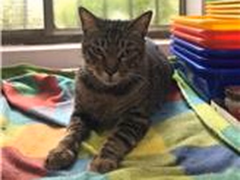 Tabby male mixed-breed cat, Medium, shelter no. …1002