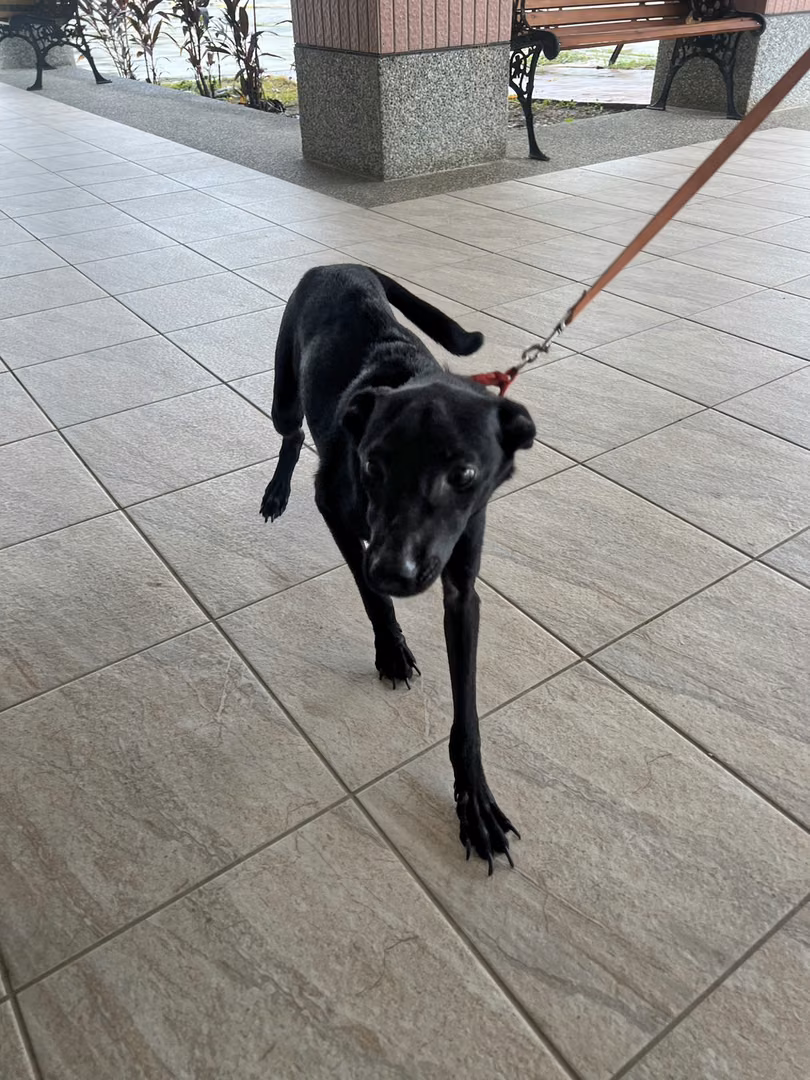 Black adult female mixed-breed dog, Medium, shelter no. …8002
