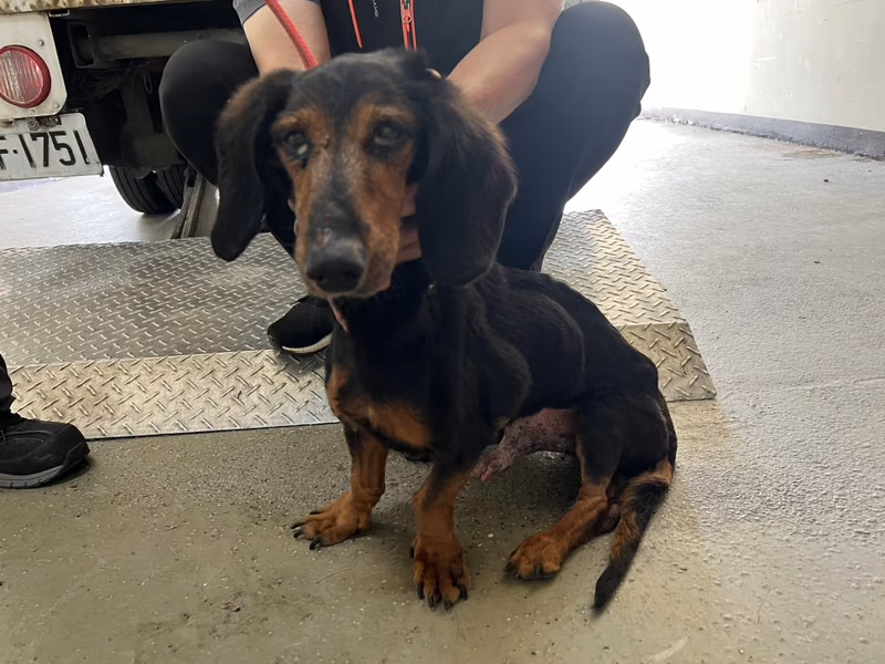 Black-and-tan adult male dachshund, Small, shelter no. …5004