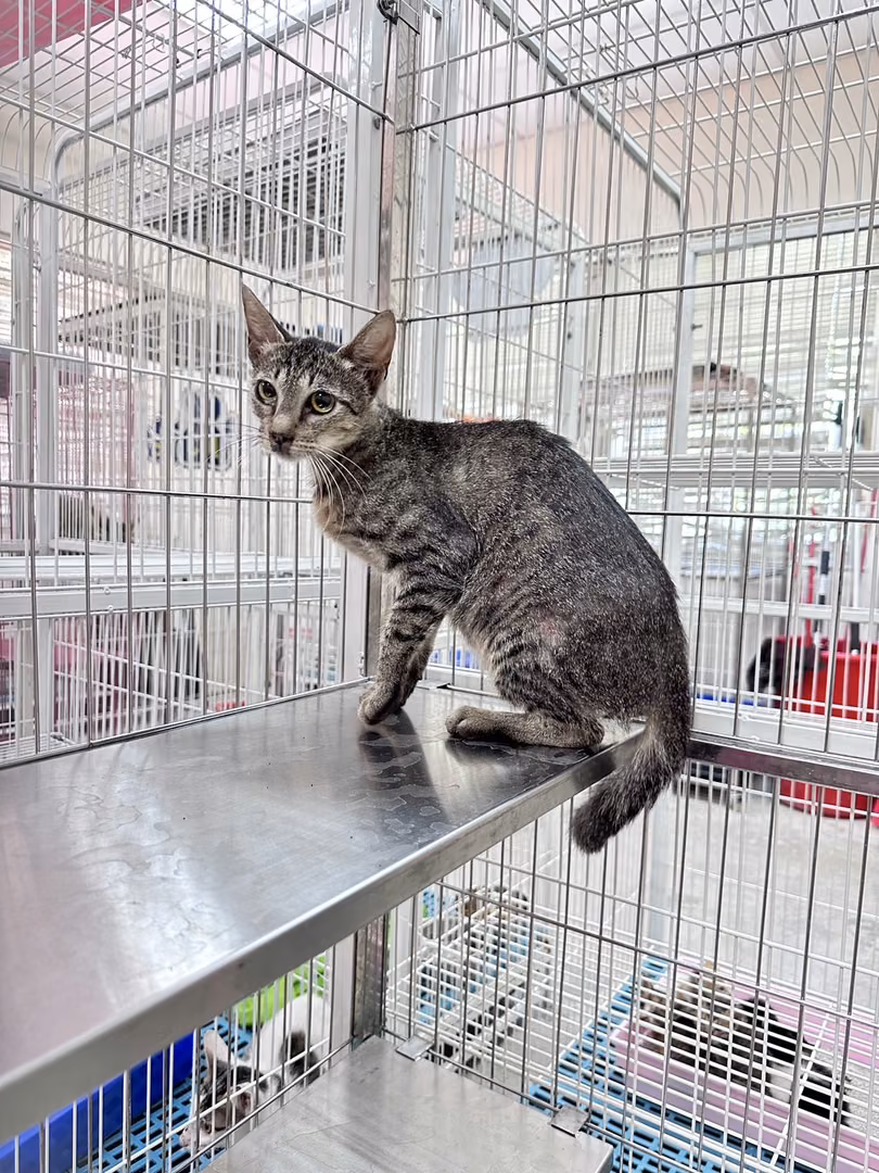 Tabby adult female mixed-breed cat, Large, shelter no. …4002