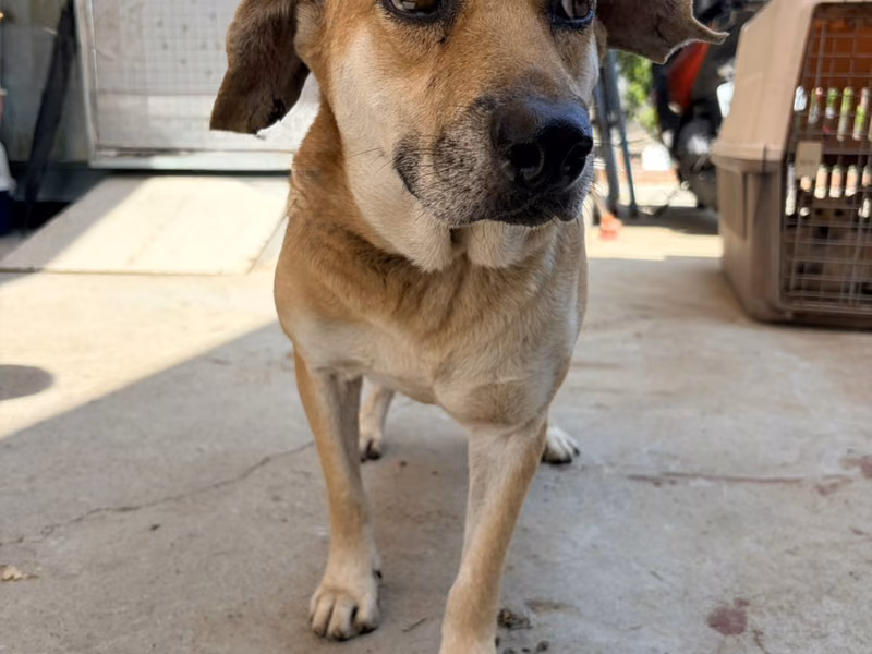 Tan adult male mixed-breed dog, Medium, shelter no. …2010