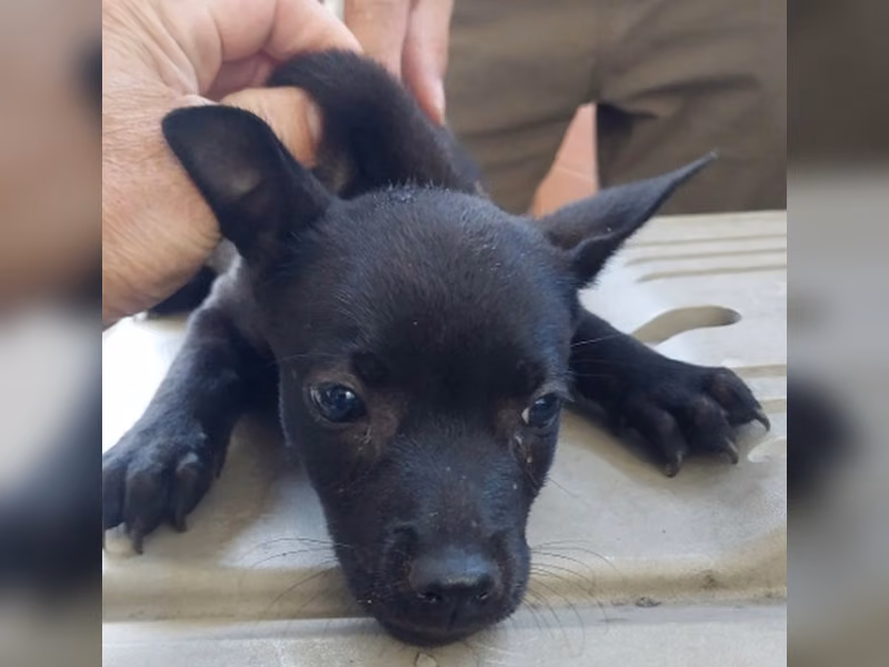 Black young female mixed-breed dog, Medium, shelter no. …7011