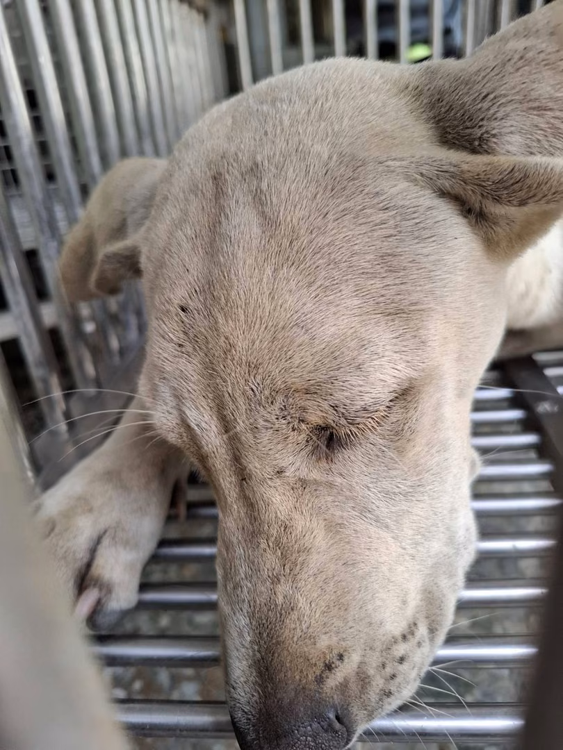 White adult female mixed-breed dog, Medium, shelter no. …4-08