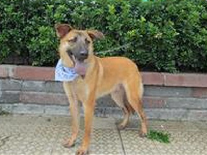 Tan adult male mixed-breed dog, Medium, shelter no. …8244