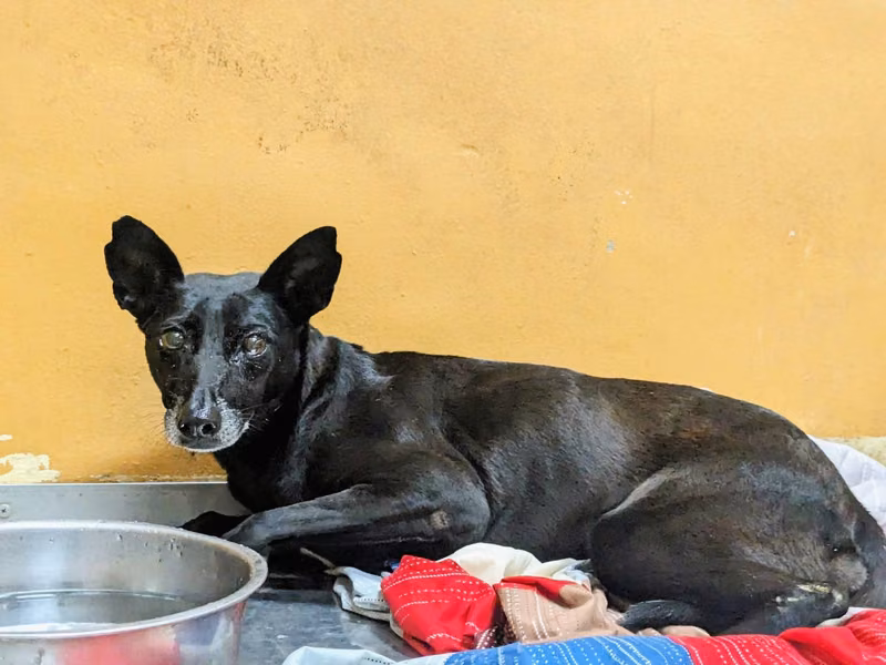 Black adult female mixed-breed dog, Medium, shelter no. …5008