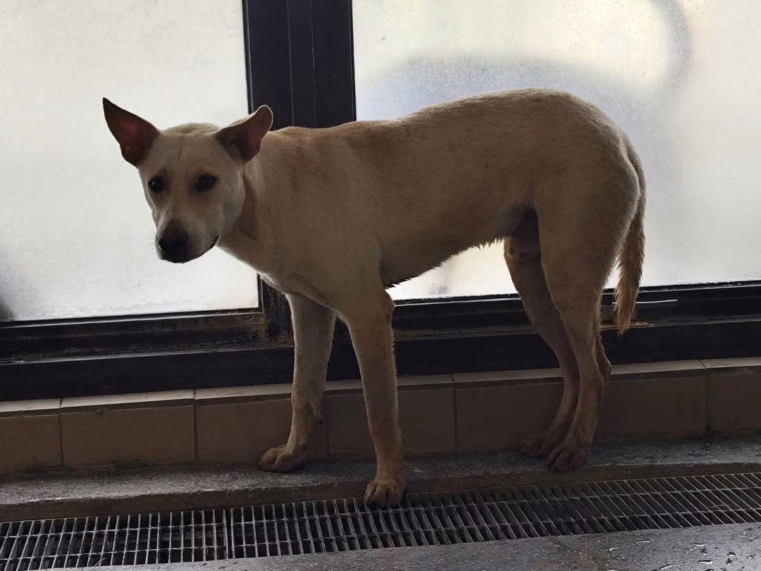 White adult male mixed-breed dog, Large, shelter no. …1002