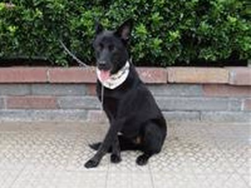 Black adult female mixed-breed dog, Medium, shelter no. …4268