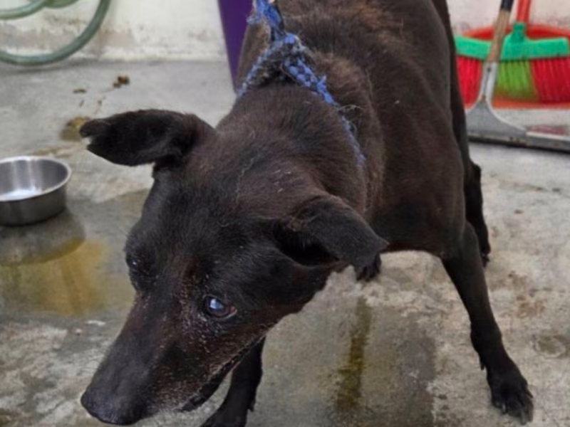 Black adult female mixed-breed dog, Medium, shelter no. …1706