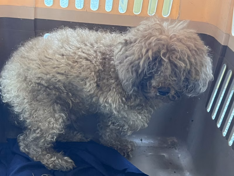 Brown adult male poodle, Small, shelter no. …2008