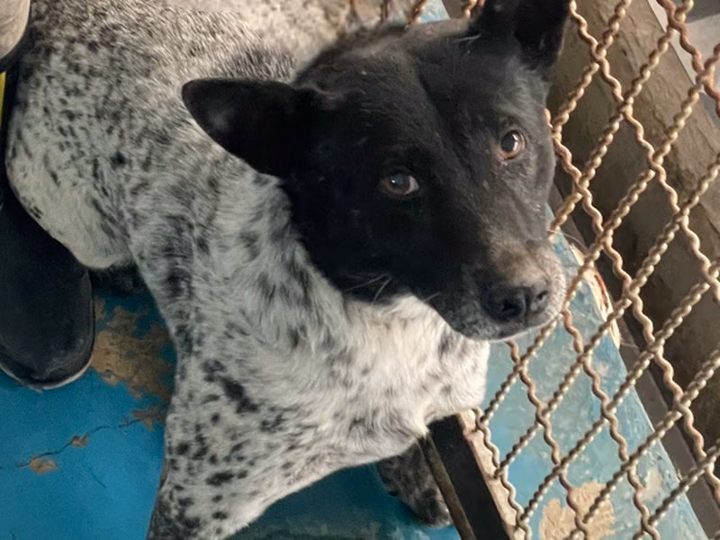 Black-and-white adult male mixed-breed dog, Large, shelter no. …9011
