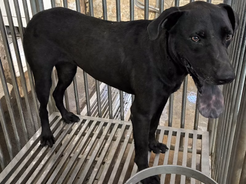 Black adult female mixed-breed dog, Medium, shelter no. …3007