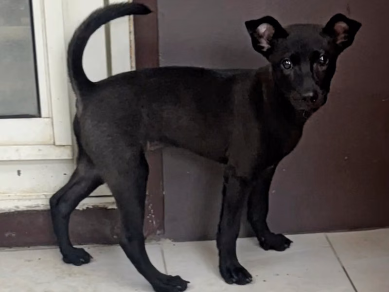Black young female mixed-breed dog, Medium, shelter no. …1001