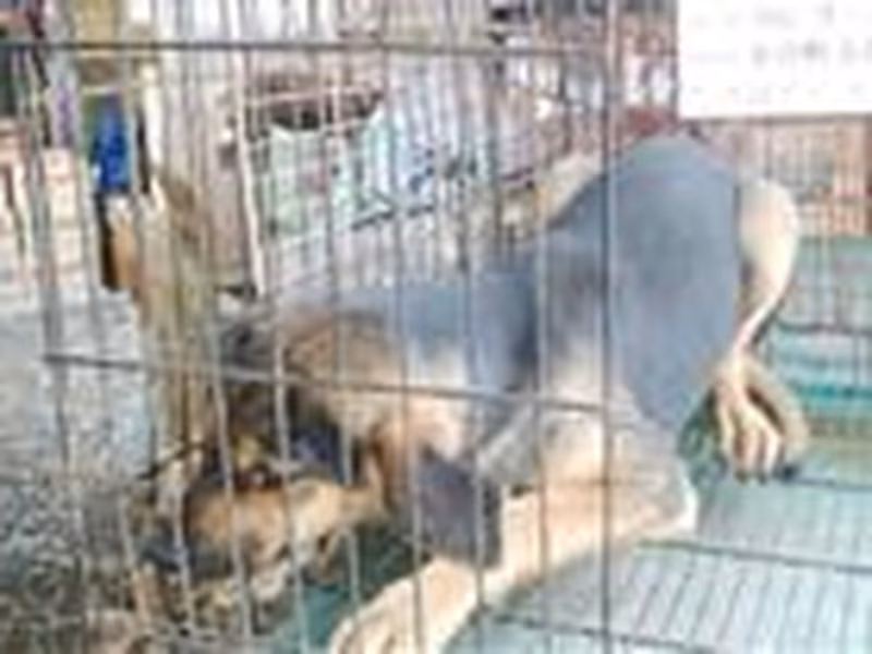 Black male mixed-breed dog, Large, shelter no. …009D
