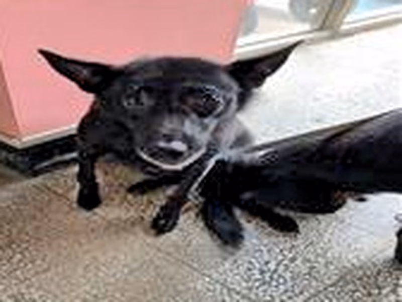 Black adult female mixed-breed dog, Medium, shelter no. …8002