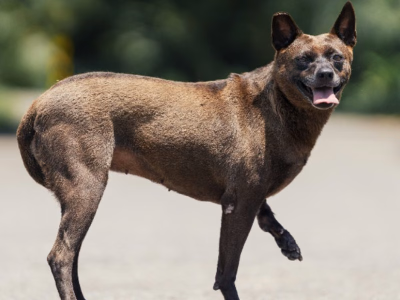 Black adult female mixed-breed dog, Medium, shelter no. …0002