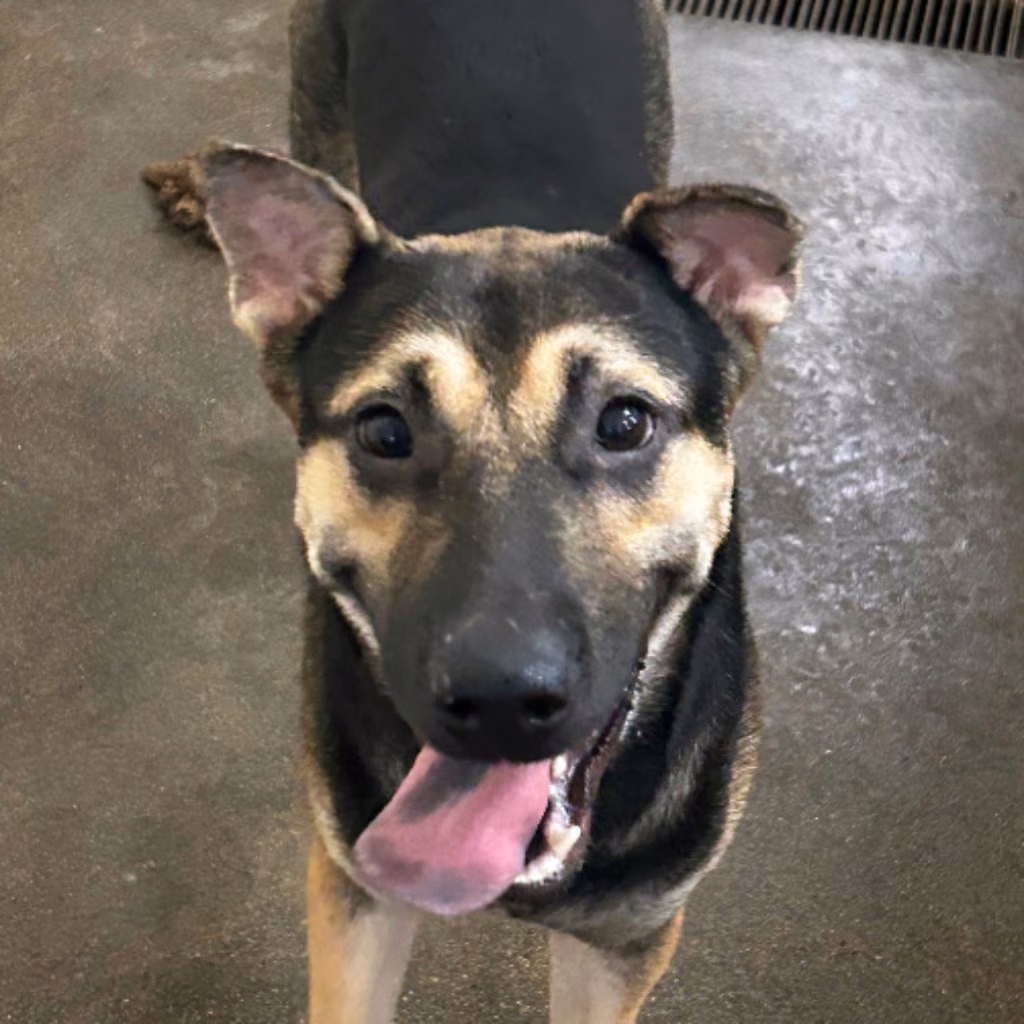 Black-and-tan adult male mixed-breed dog, Large, shelter no. …5007
