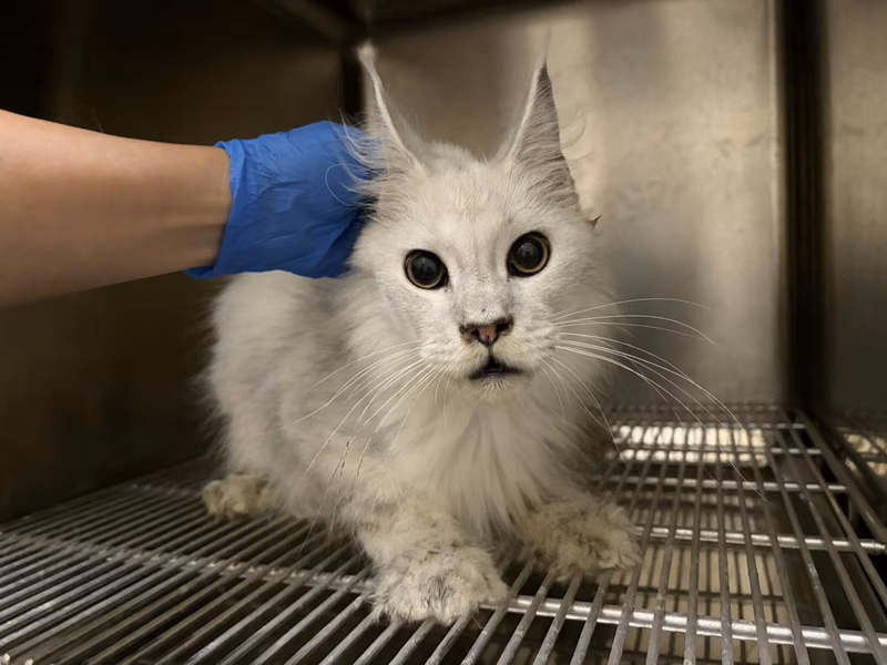 Gray-and-white adult male Maine coon, Medium, shelter no. …9003