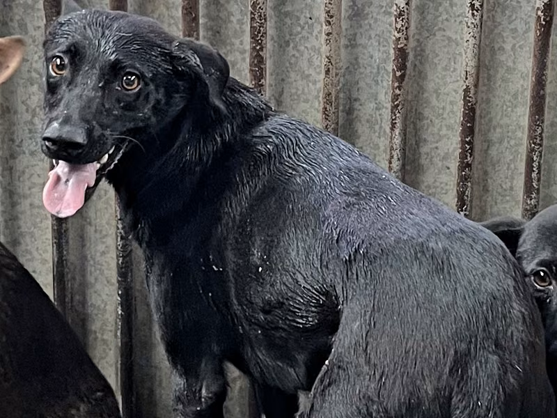 Black adult female mixed-breed dog, Medium, shelter no. …1001