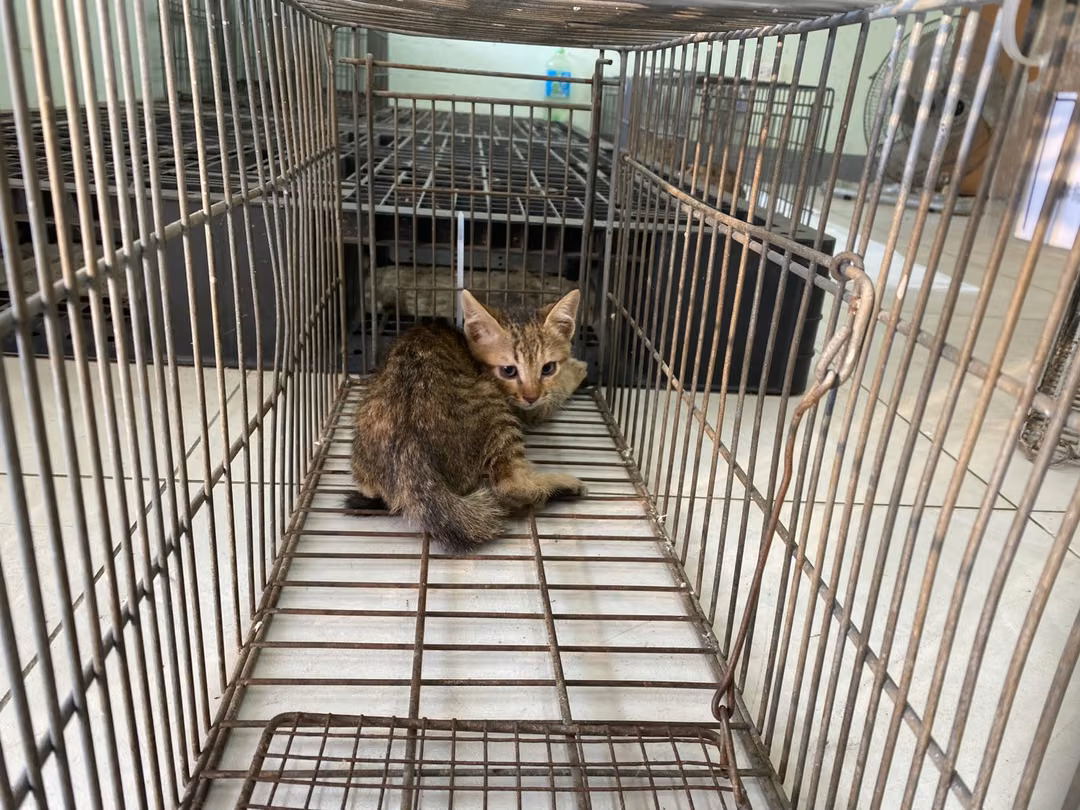 Young female mixed-breed cat, Small, shelter no. …2C04