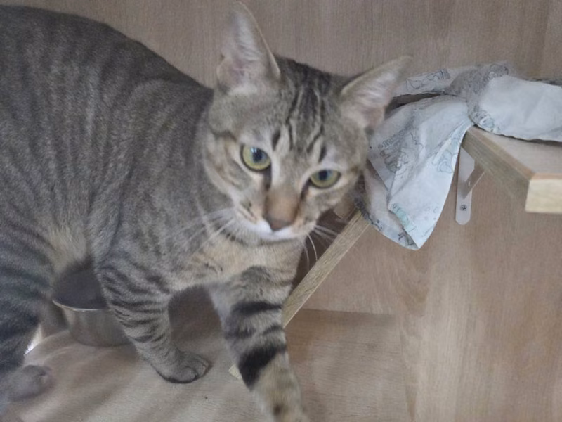 Tabby adult male mixed-breed cat, Small, shelter no. …4002
