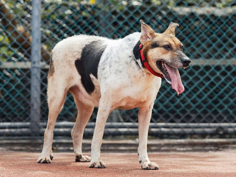 Black-and-white adult female mixed-breed dog, Medium, shelter no. …1317