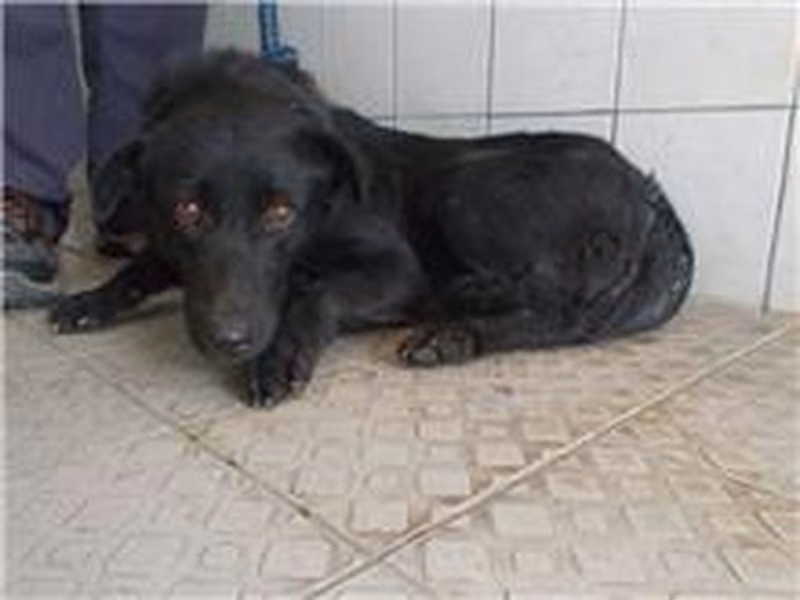 Black adult female mixed-breed dog, Medium, shelter no. …6059